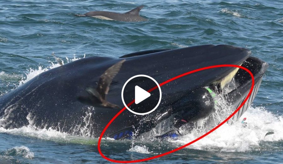 WATCH Man Swallowed by Whale in South Africa... Lives to Tell Tale