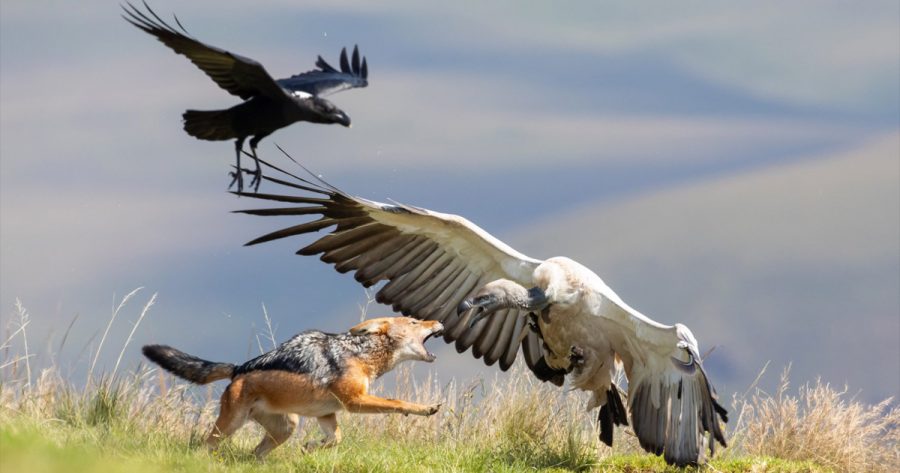 PHOTOS: Vultures and Jackal Clash at Giant's Castle in The Drakensberg