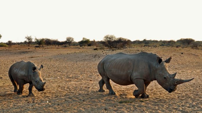 rhino-pix3