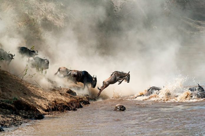 wildebeest-thecon