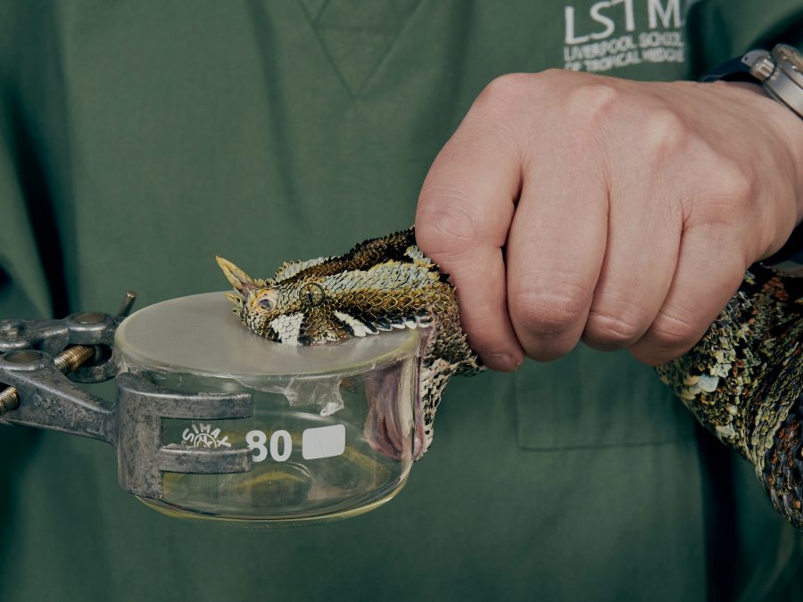 Black Mamba venomous snake bite