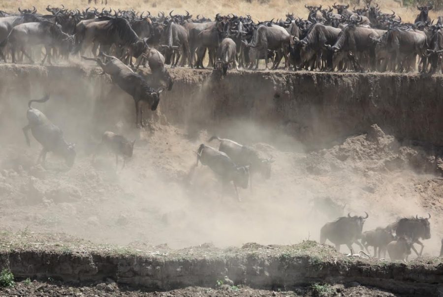 Photo by Craig Doria - "Layer upon layer of wildebeest crossing the crocodile-infested Mara River, Northern Serengeti, Tanzania." Photo by Craig Doria - "Layer upon layer of wildebeest crossing the crocodile-infested Mara River, Northern Serengeti, Tanzania."