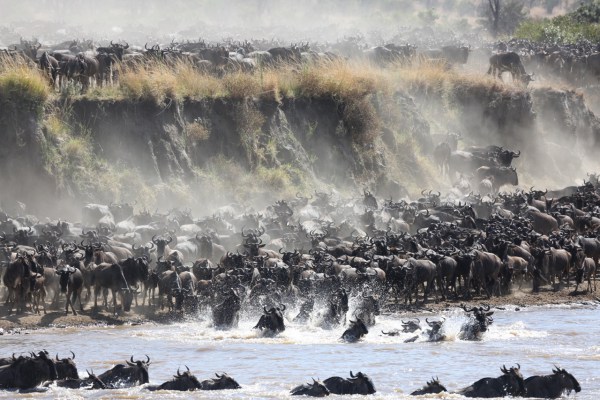 Photo by Craig Doria - "Layer upon layer of wildebeest crossing the crocodile-infested Mara River, Northern Serengeti, Tanzania." Photo by Craig Doria - "Layer upon layer of wildebeest crossing the crocodile-infested Mara River, Northern Serengeti, Tanzania."
