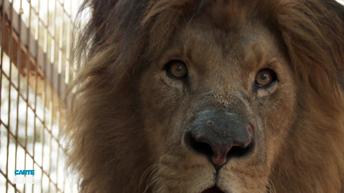 Carte Blanche This Week Lion With Skin Cancer Treated In Human Hospital And More Sapeople Your Worldwide South African Community Carte Blanche This Week Lion With Skin Cancer Treated In Human Hospital And More Sapeople Your Worldwide South African Community