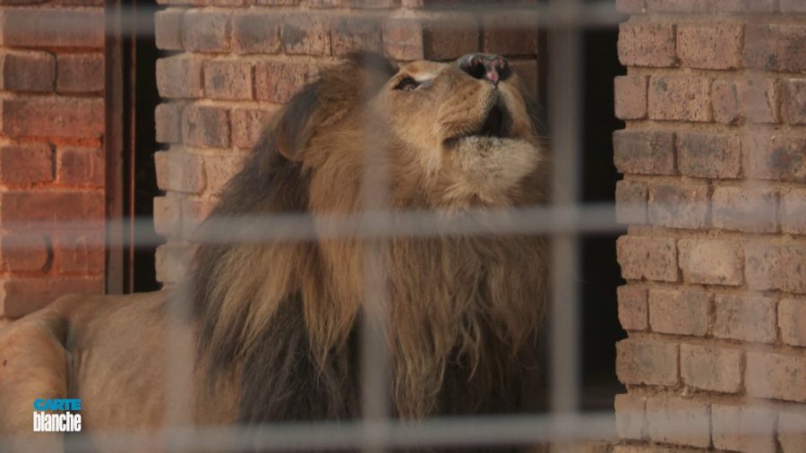 Carte Blanche This Week Lion With Skin Cancer Treated In Human Hospital And More Sapeople Worldwide South African News Carte Blanche This Week Lion With Skin Cancer Treated In Human Hospital And More Sapeople Worldwide South African News