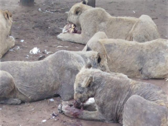 lions-Mange-lions lions-Mange-lions
