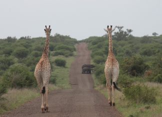 giraffe