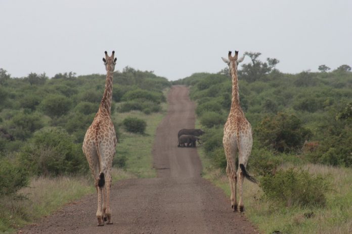 giraffe giraffe