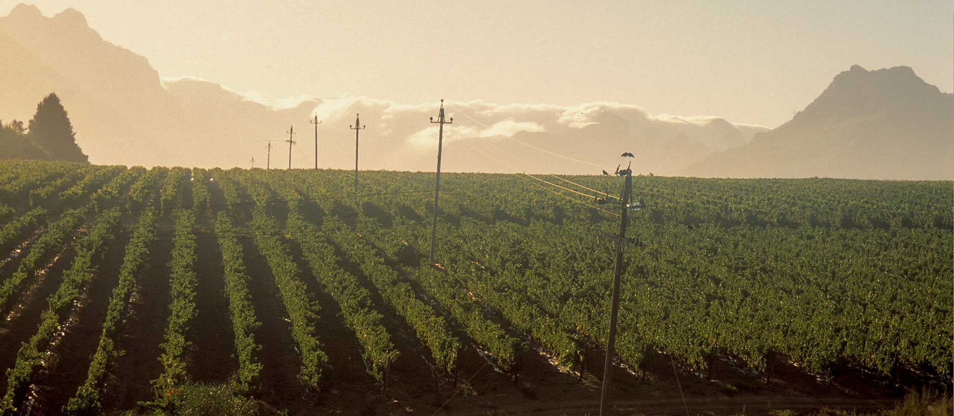 louisenhof farm murder south africa 2