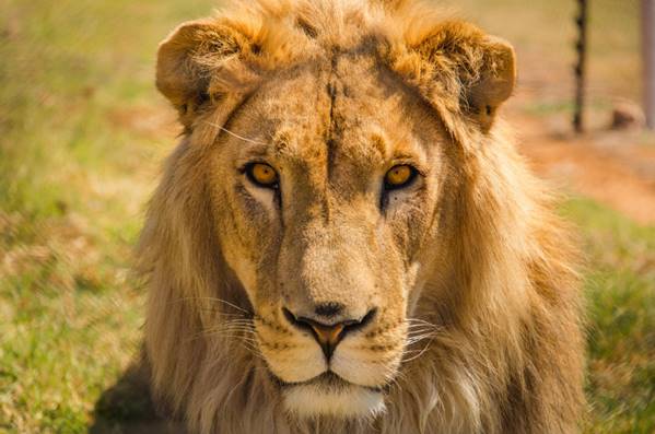 saving lions paws