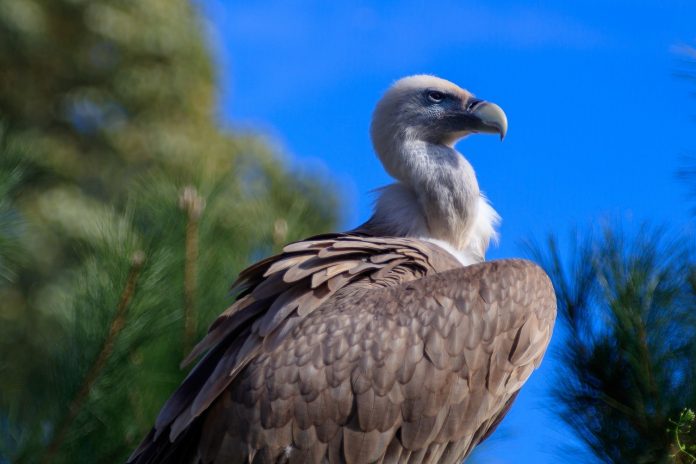 vulture-3754043_1280 pix