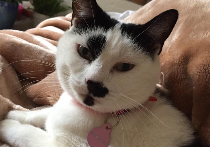 Belated Happy Ending for Cat Dumped in Storm Water Drain in South