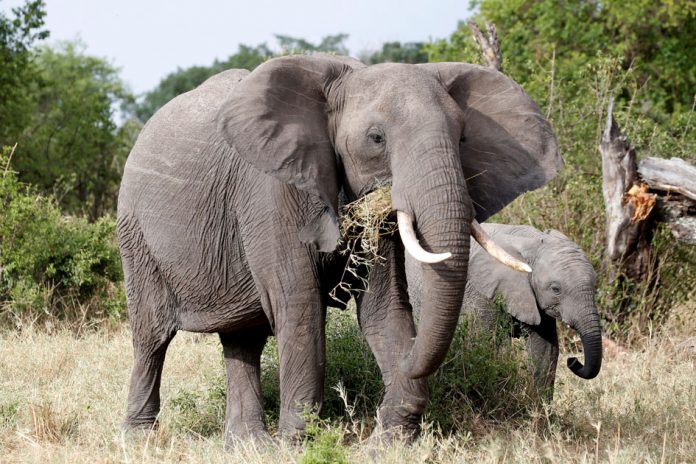 FILE PHOTO: Elephants graze at the Singita Grumeti Game Reserve