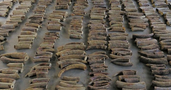 ivory-seized-in-singapore