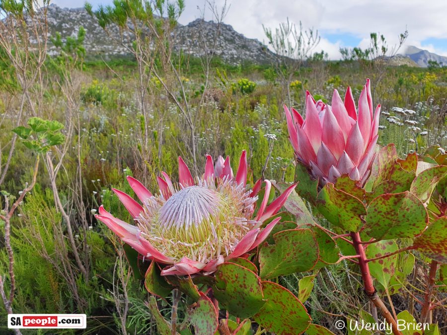 south african national flower protea