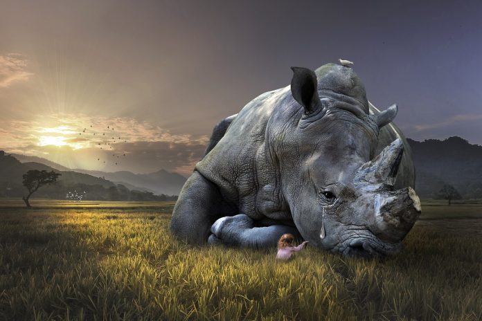 rhino-pix