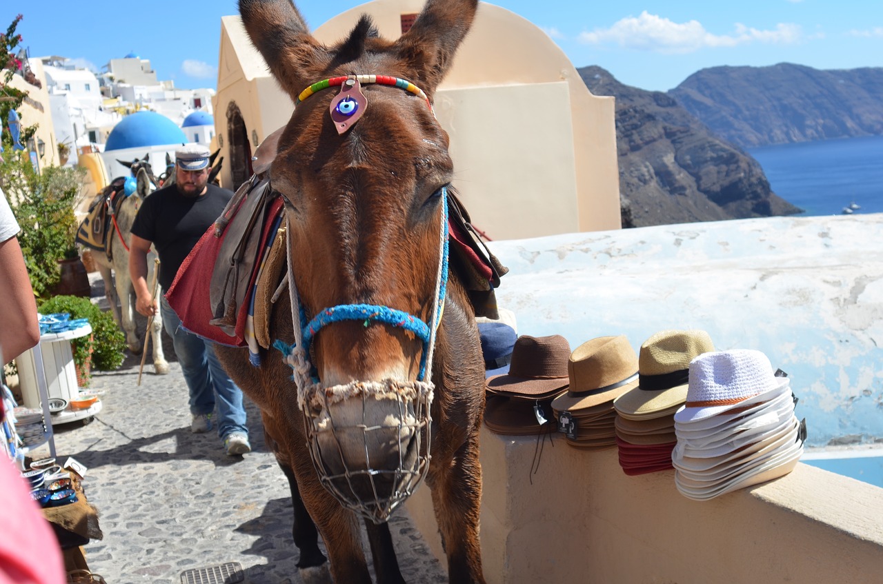 Animal Rights Campaigner from South Africa Assaulted while Filming Donkey Abuse in Greece - SAPeople - Worldwide South African News Animal Rights Campaigner from South Africa Assaulted while Filming Donkey Abuse in Greece - SAPeople - Worldwide South African News