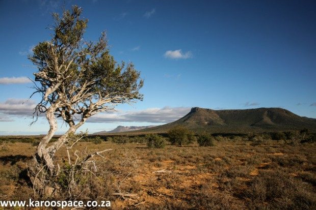 karoo