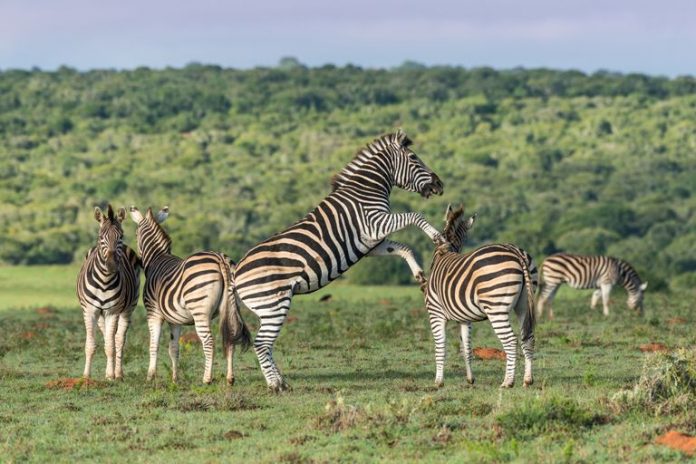 zebras shamwari