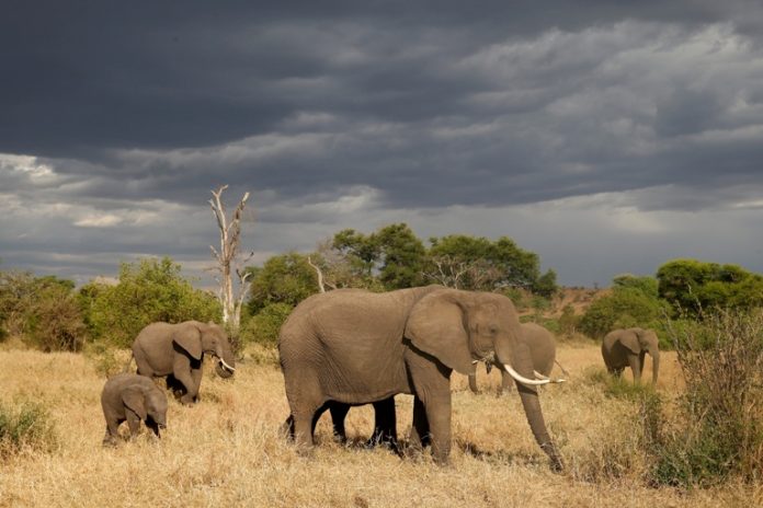 2019-07-26T184839Z_1_LYNXNPEF6P1QS_RTROPTP_4_TANZANIA-CONSERVATION