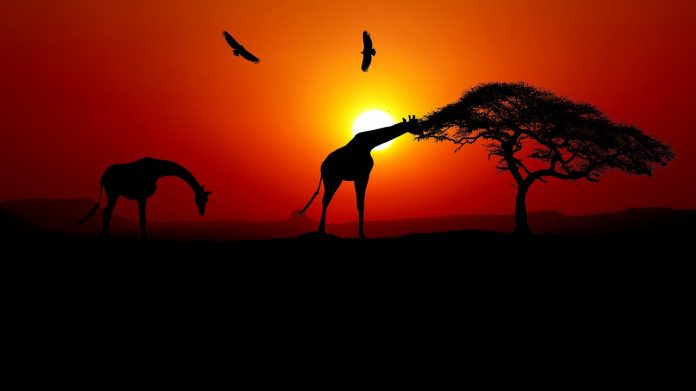 giraffe africa cites
