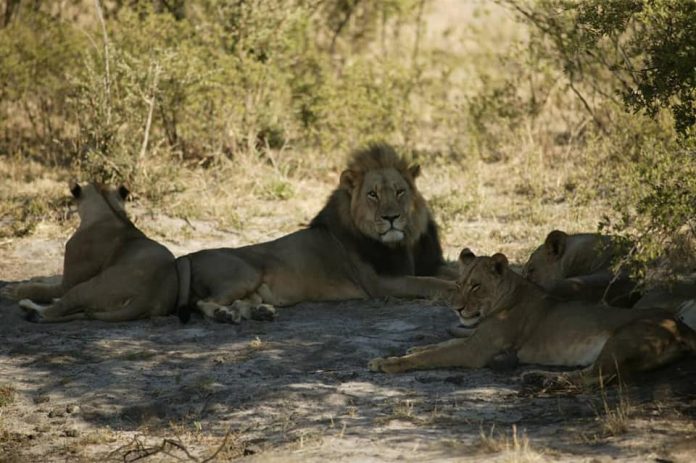 male lion seduli killed by hunters