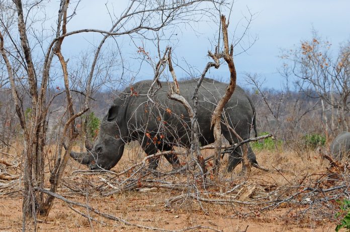 rhino kruger national park