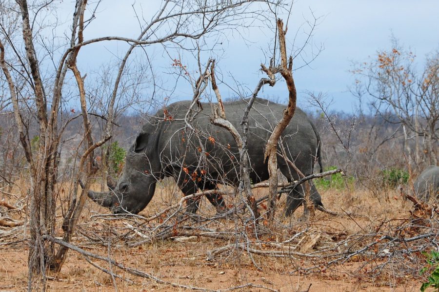 rhino poachers in south africa