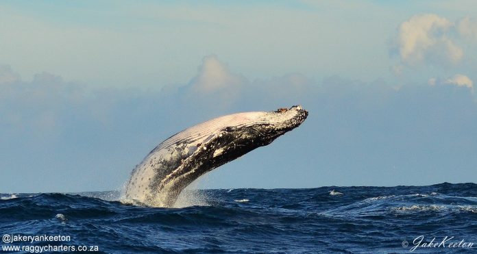 whale eco cruises south africa