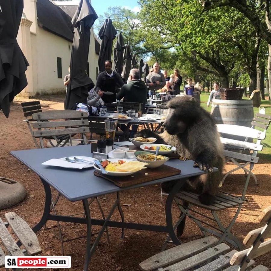 Baboon at restaurant in south africa