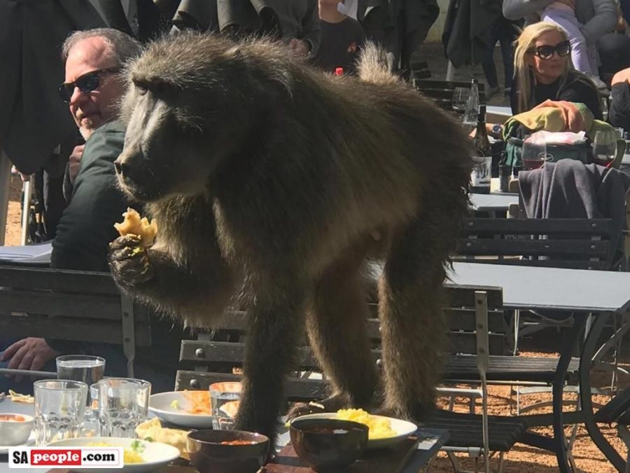 Baboon eating garlic bread