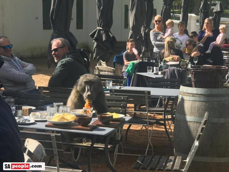 Baboon Groot Constantia