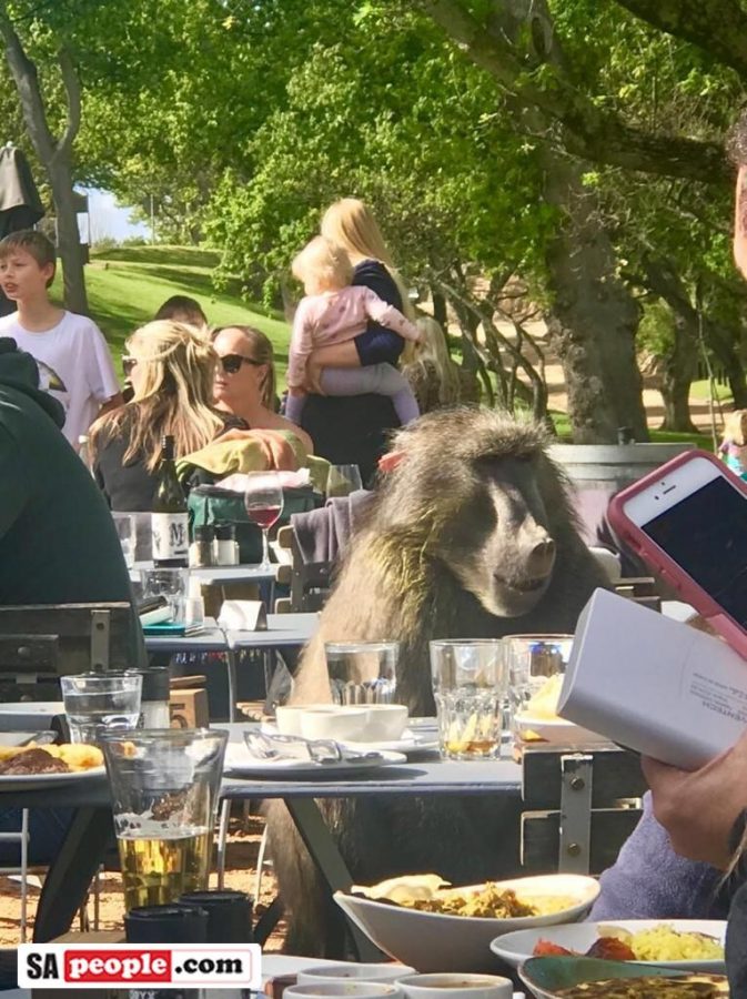 Baboon dining Cape Town