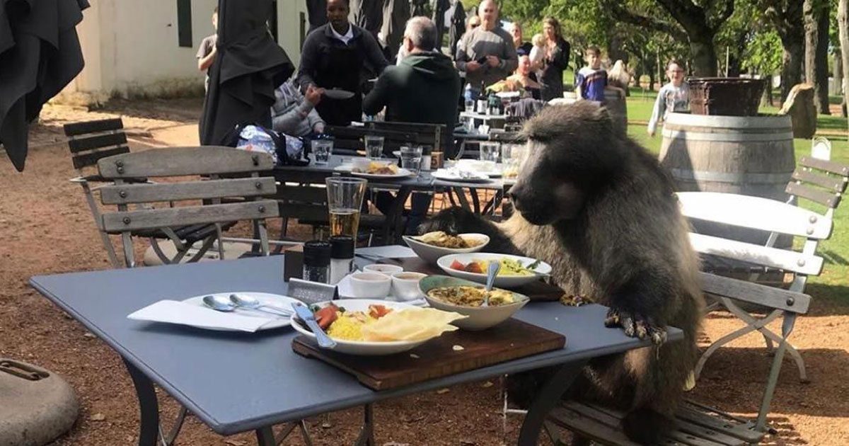 Watch Baboon Dines At Cape Town Restaurant South Africa On Spaghetti Carbaboonara Sapeople Worldwide South African News