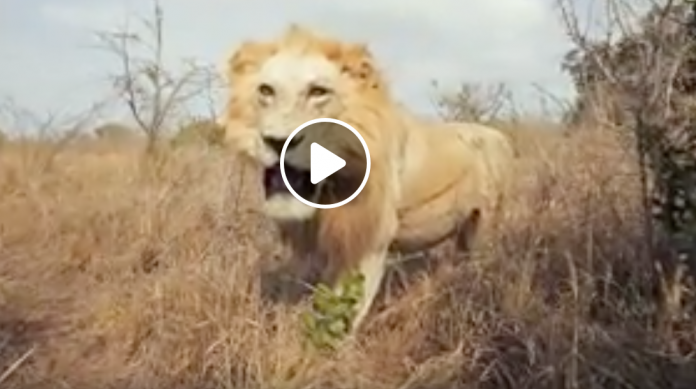 imfolozi outrun lion kzn south africa