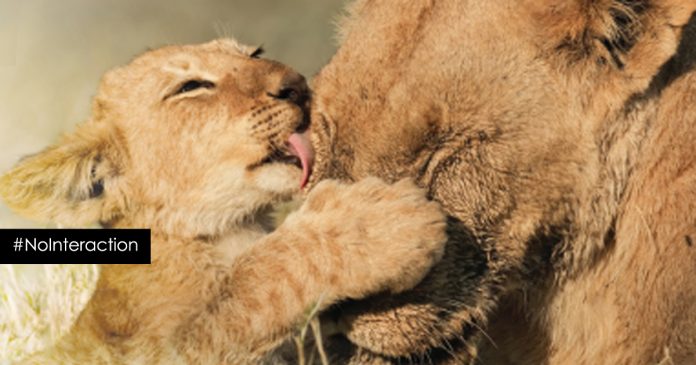 no-interaction-lion-cubs-petting-south-africa