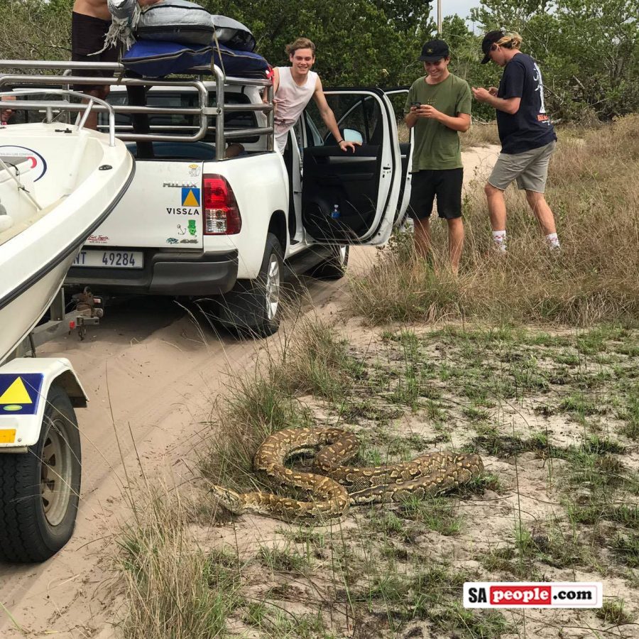 African Rock Python, nonvenomous snake