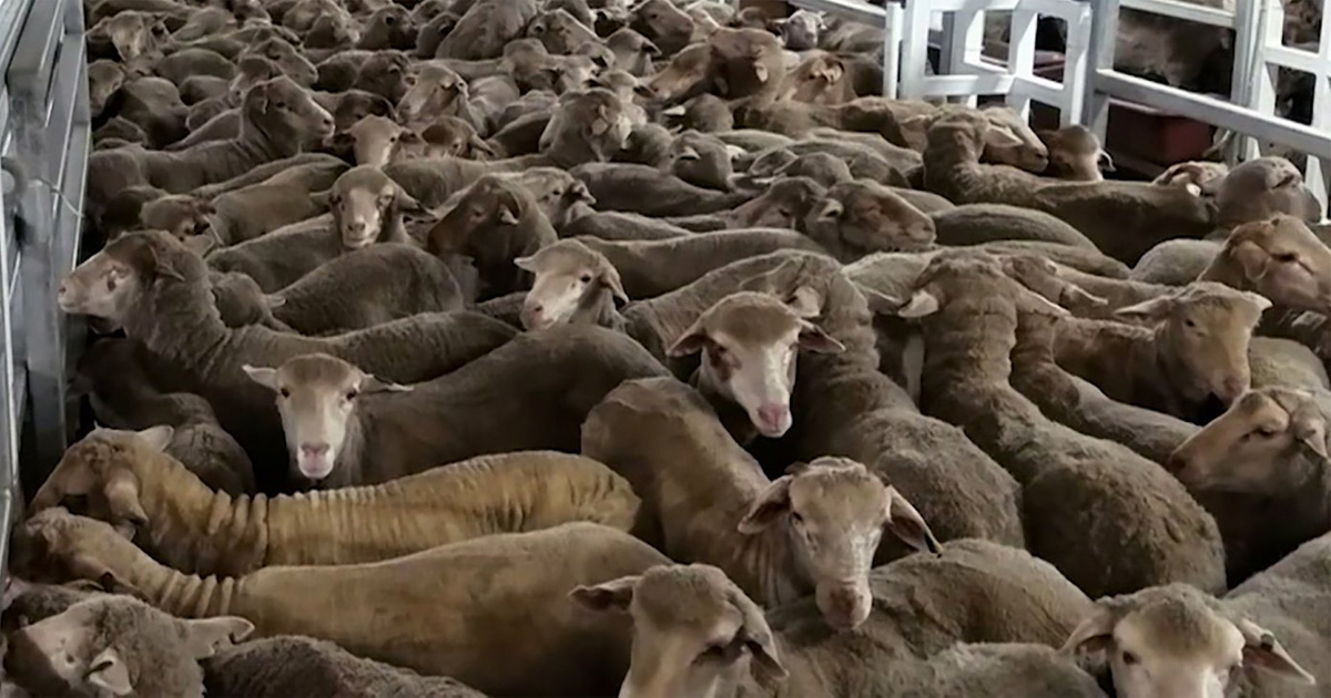 A massive live sheep export from SA to Kuwait approved after long court battle with NSPCA, Business Tech Africa
