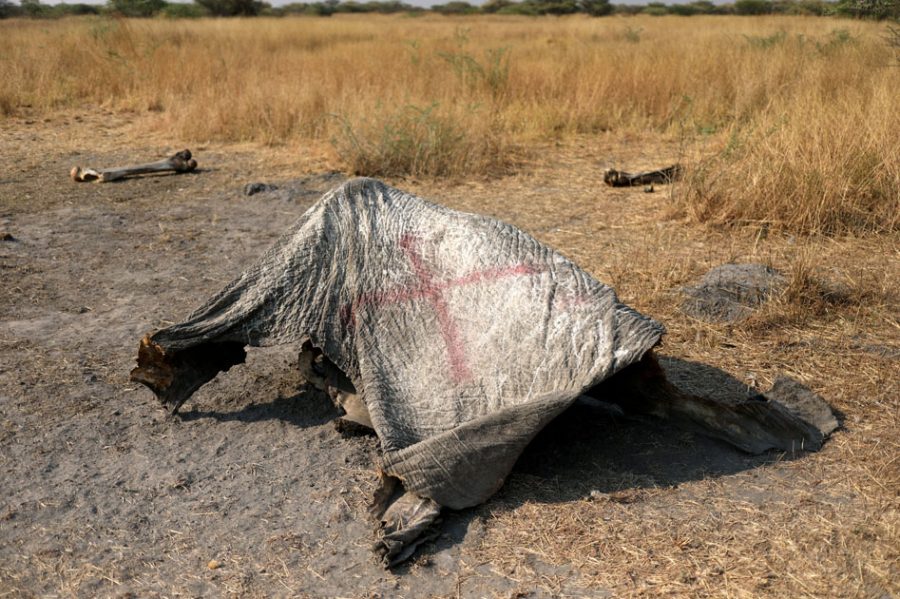 The marked carcass of an elephant is seen, after reports that conservationists have discovered 87 of them slaughtered just in the last few months, in the Mababe area