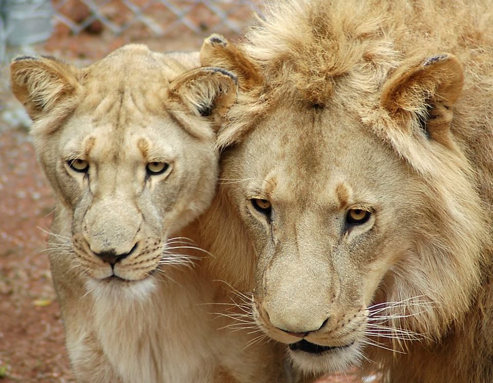 lions killed by poachers for body parts south africa lions killed by poachers for body parts south africa