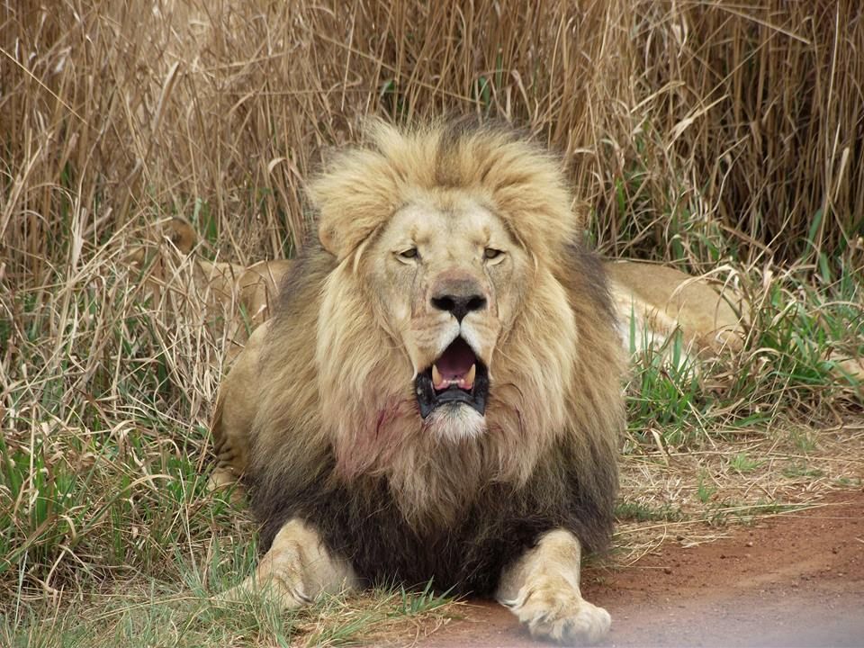 lions killed by poachers for body parts south africa lions killed by poachers for body parts south africa