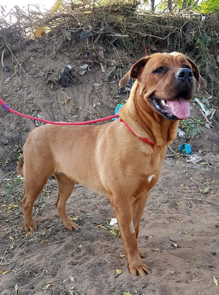 A boerboel/rottweiler cross - NOT one of the guard dogs involved in this story