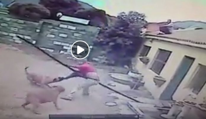 The-have-a-go-hero who chased the suspected burglar across roofs settles down for a ringside seat as the two boerboel/rottweiller guards attack their target who tries to fend them off with a plastic pole The-have-a-go-hero who chased the suspected burglar across roofs settles down for a ringside seat as the two boerboel/rottweiller guards attack their target who tries to fend them off with a plastic pole