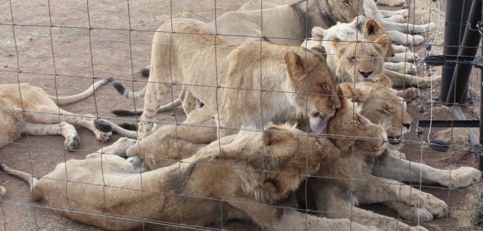 Lions Farming reclassified farm animals Lions Farming reclassified farm animals