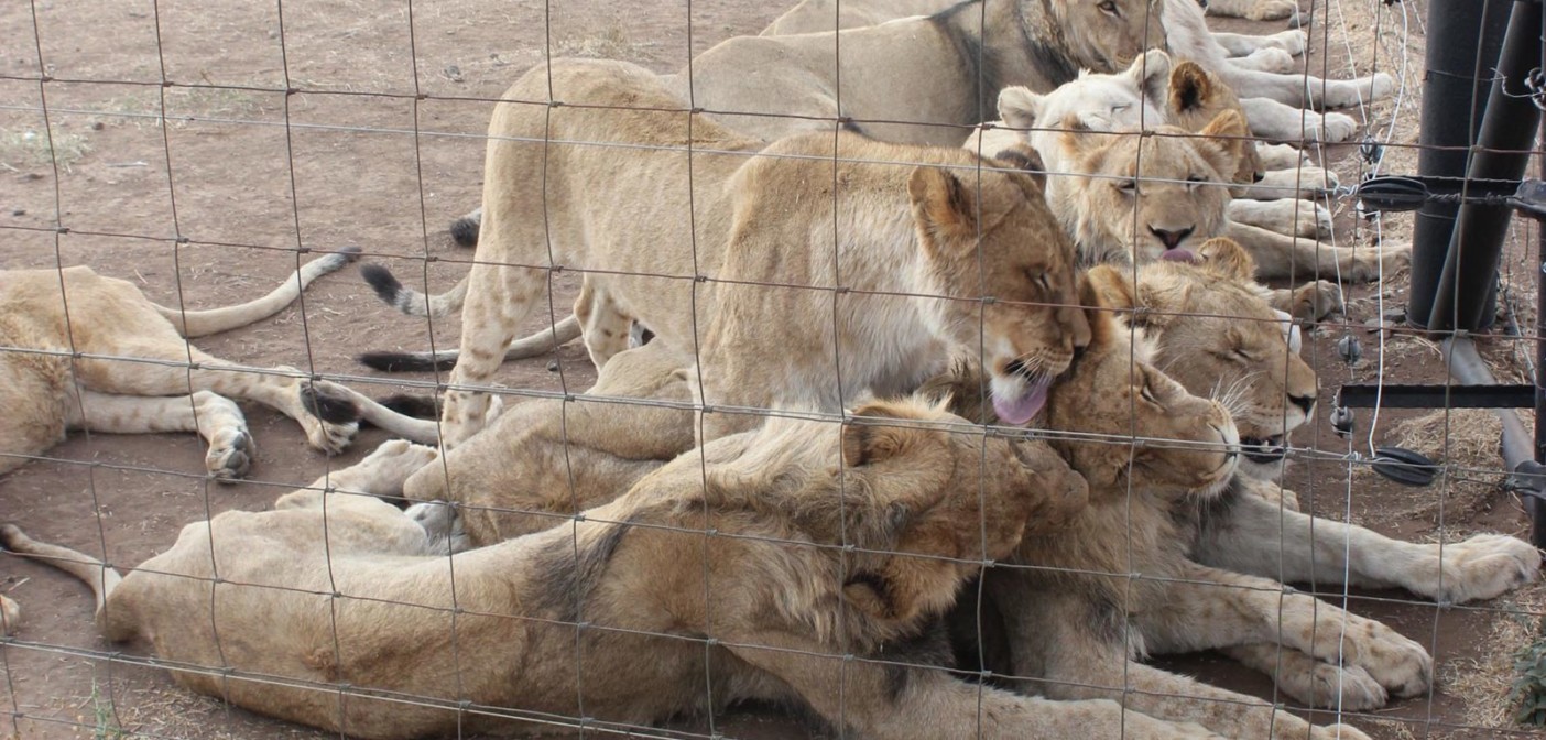 Lions Farming reclassified farm animals
