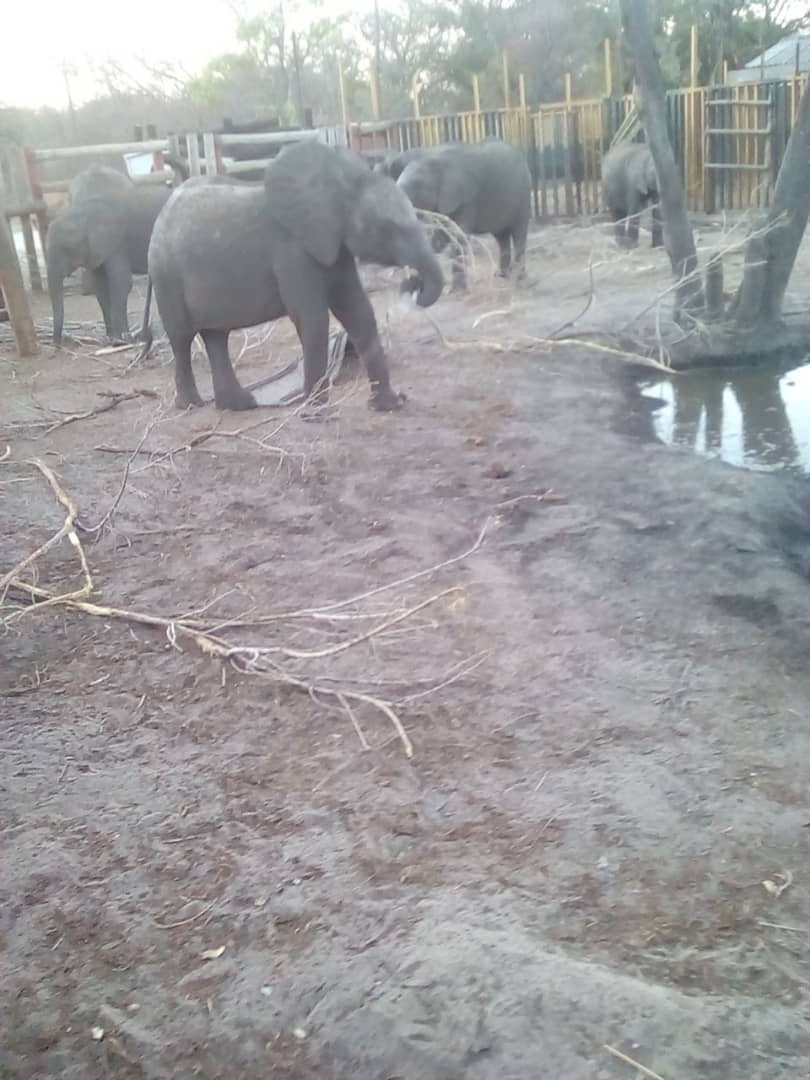 baby-elephants-from-zimbabwe-to-china-zoo