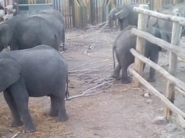 baby-elephants-from-zimbabwe-to-china-zoo