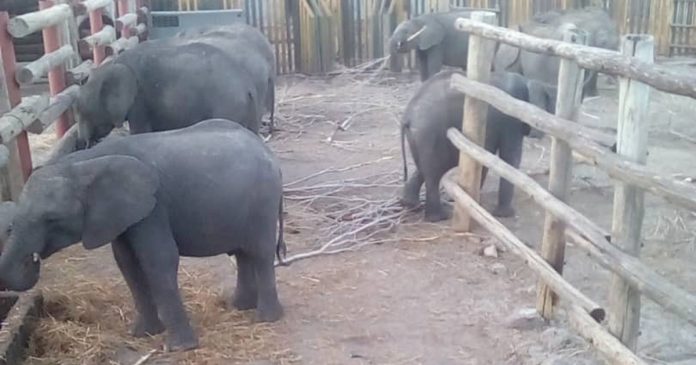 baby-elephants-from-zimbabwe-to--th-china-zoo baby-elephants-from-zimbabwe-to-china-zoo