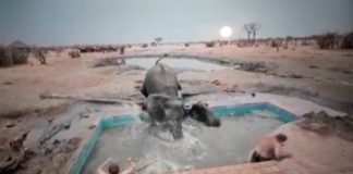 elephant jumps in swimming pool to protect calf