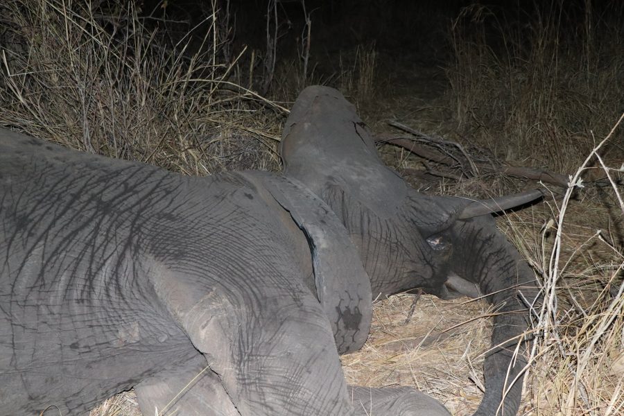Elephant tyre rescue at Matetsi Private Game Reserve, Victoria Falls